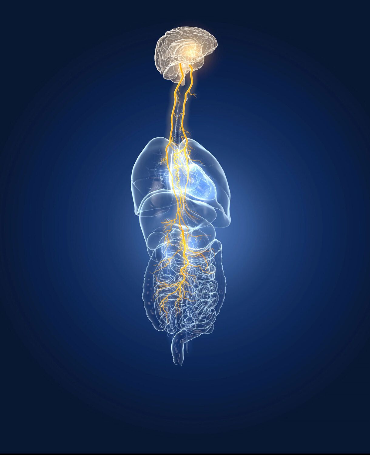 3D illustration showing brain and active vagus nerve (tenth cranial nerve or CN X) with human organs